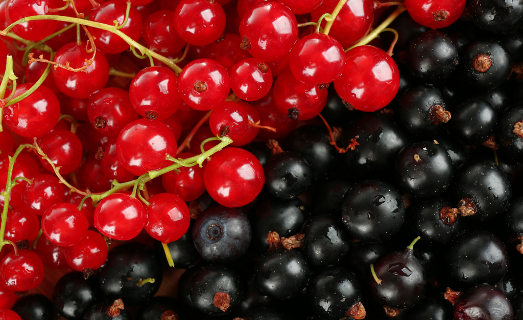 The Difference Between Red and Black Currants — CurrantC™